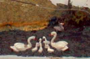 Unpainted Whitemetal Swans and Cygnets